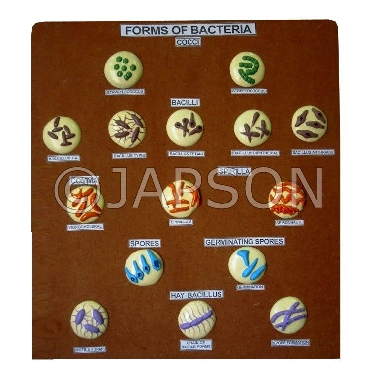 Forms of Bacteria Model Forms of Bacteria Model